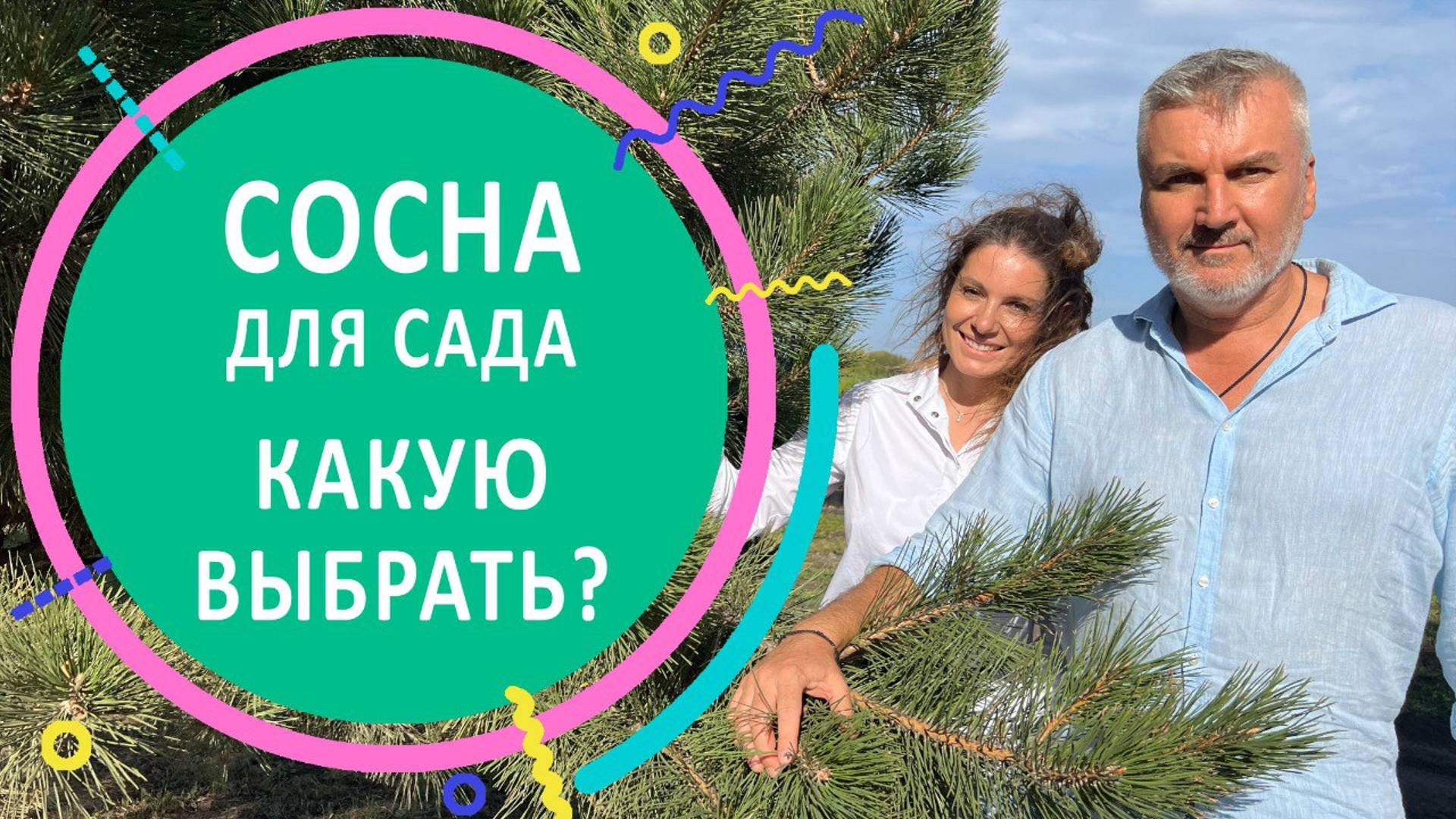 Сосна для сада. Какую выбрать?