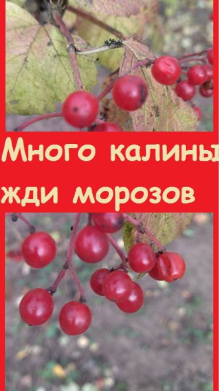 По приметам, если много калины, то зима будет очень "калёной", то есть морозной, студёной