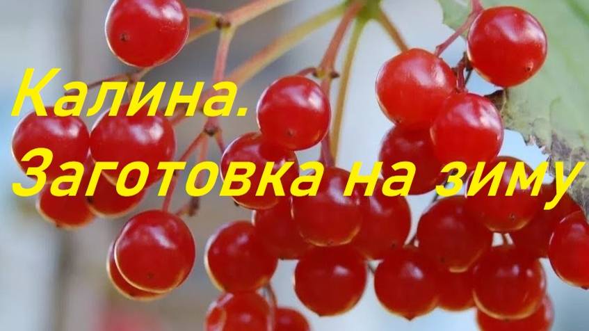 Ягода калина.Заготовка на зиму.Для лечения...