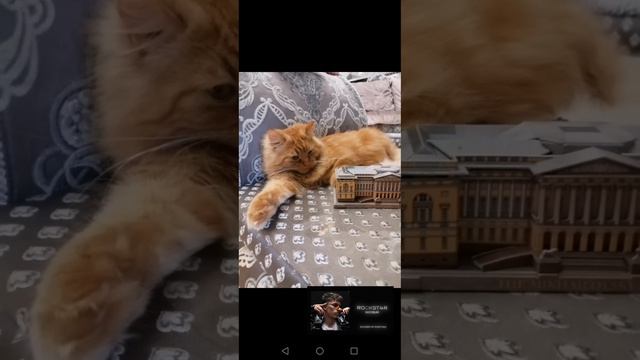 Рокстар 4р
