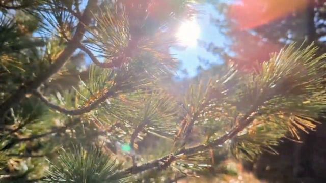 🍁 Сентябрь - природа театральной нежности полна. Заказник "Позарым имени В. М. Зимина" по утрам дыш