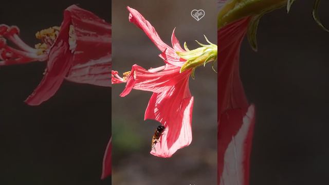 Пчела-листорез обрезает лепесток гибискуса 🌺 для своего гнезда.