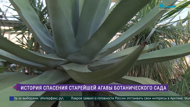 История спасения старейшей агавы Ботанического сада