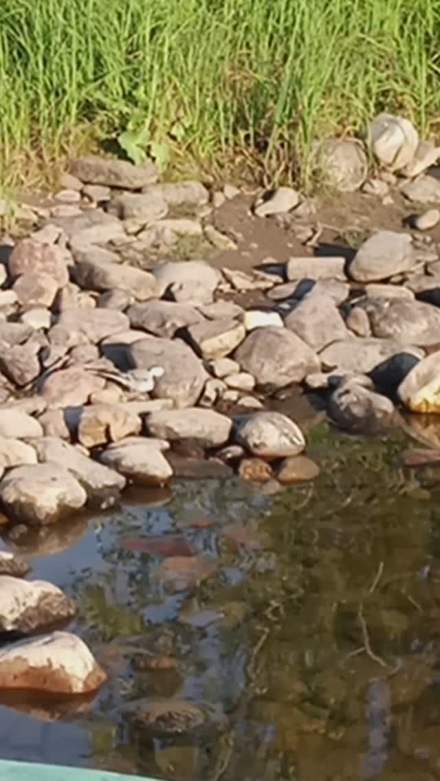 Эта трясогузка следит за мной This wagtail is watching me