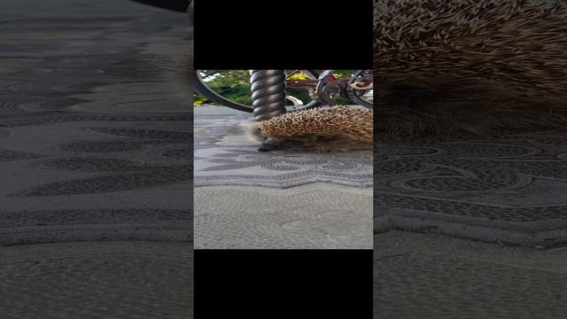 1000002038.mp4