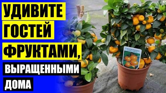 Мини деревья купить в москве ⛔ Купить карликовые деревья для сада