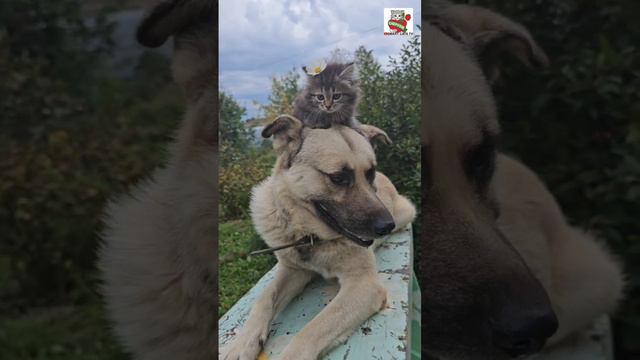 🌹Младшая сестрёнка Чепусика - Сказочно Красивая как Роза❤️🌹😻🌼🐶