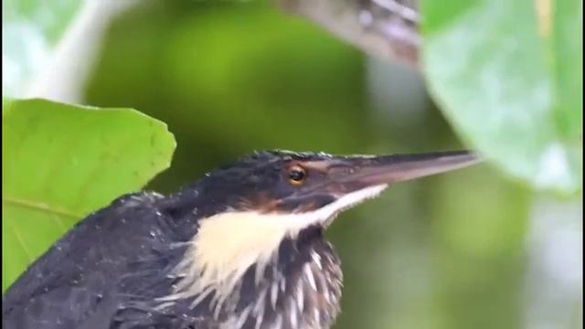 Редкие птицы в нацпарке Хайвэй