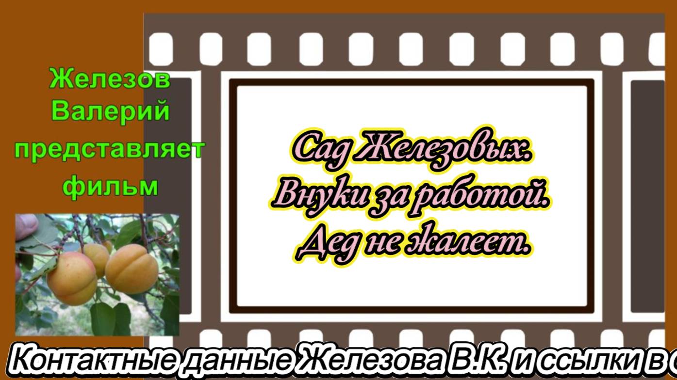 Сад Железовых. Внуки за работой. Дед не жалеет.