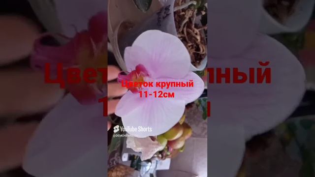 крупноцветковая орхидея,которую использовала в опылении саму на себя