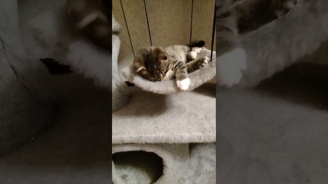 Немножко отдохнём, а потом скакать пойдём!!!😻🥰😍💋😘(Котик Тёма)😻