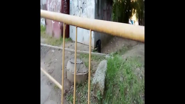 собака