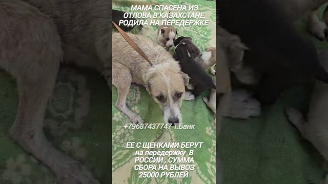 МЫ МОЖЕМ СПАСТИ ИХ !!! ВМЕСТЕ