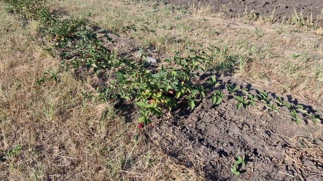 Ежевика во второй половине сентября, некоторые нюансы выращивания