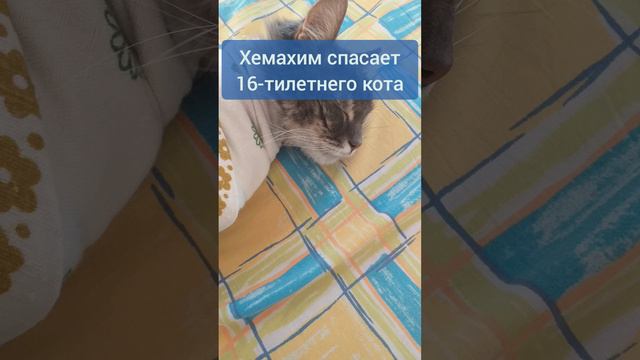 Хемахим спасает старого кота😼