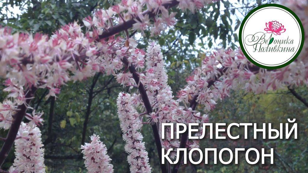 Сад осенью: посадите клопогон