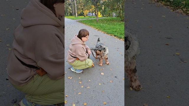 Как научить перешагивать поводок