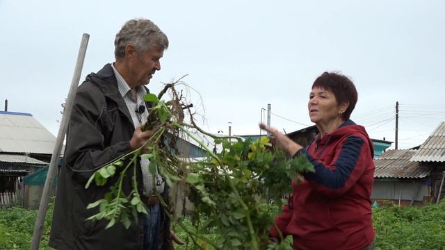 "Во саду ли, в огороде" ( Выпуск от 20.09.2024)