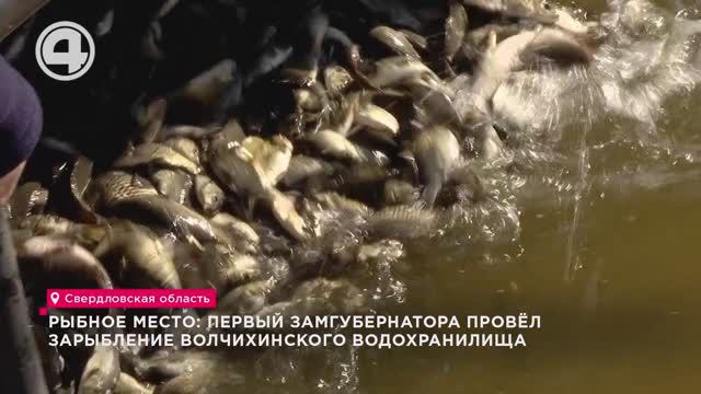 Рыбное место: первый замгубернатора провёл зарыбление Волчихинского водохранилища