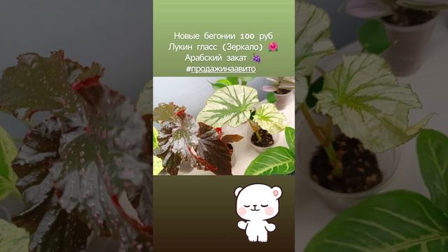 Новинки🌱🌿🍀cvety _30astra