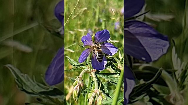 Замедленный полёт пчелы у цветка