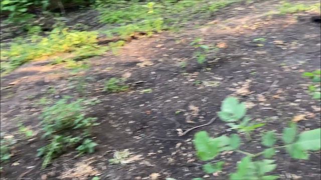 поиск металлолома после трактора в лесу!