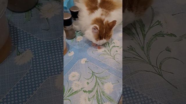 Кот Тишка ест грудку на столе #кошки #приколскотами #коты