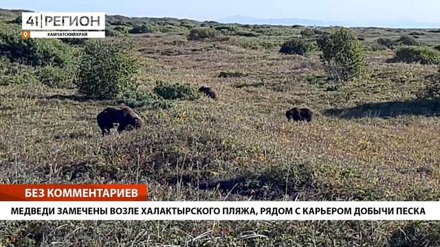 МЕДВЕДИ ЗАМЕЧЕНЫ ВОЗЛЕ ХАЛАКТЫРСКОГО ПЛЯЖА, РЯДОМ С КАРЬЕРОМ ДОБЫЧИ ПЕСКА • БЕЗ КОММЕНТАРИЕВ