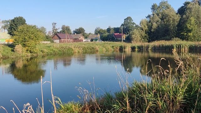 Ласточки пьют воду