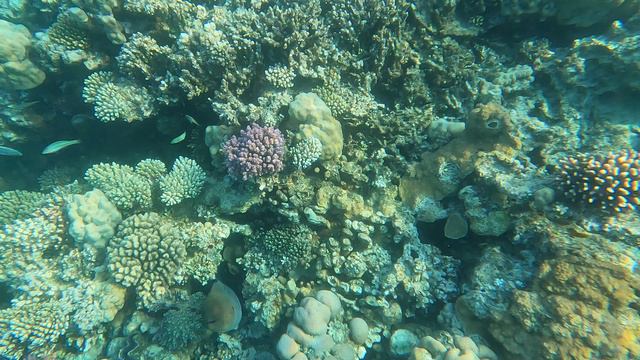 Спокойная мурена.Calm moray eel.