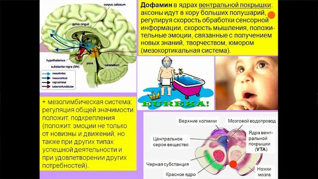 Лекия 7. Мозг и дофамин. Нейролептики и амфетамины. Курс_ Химия мозга