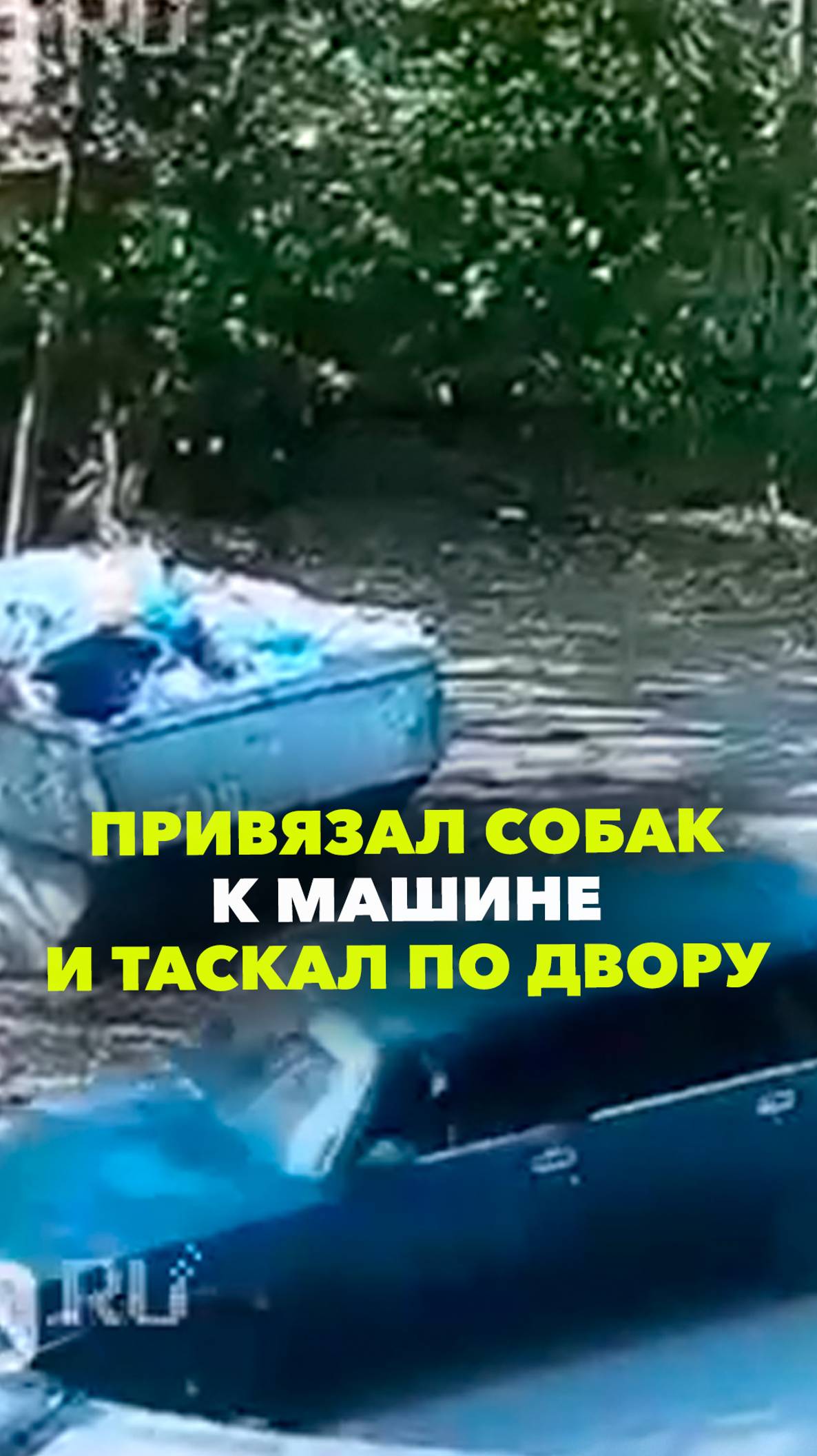 Привязал собак к бамперу и протащил по улицам Мытищ. СМИ: полицейские ищут живодера