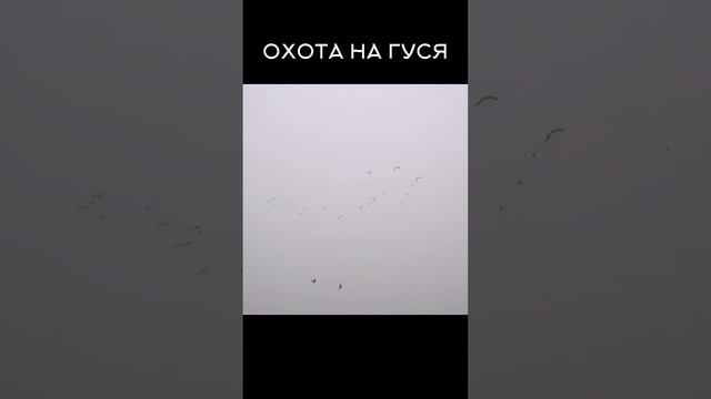 Охота на Гуся Осень.