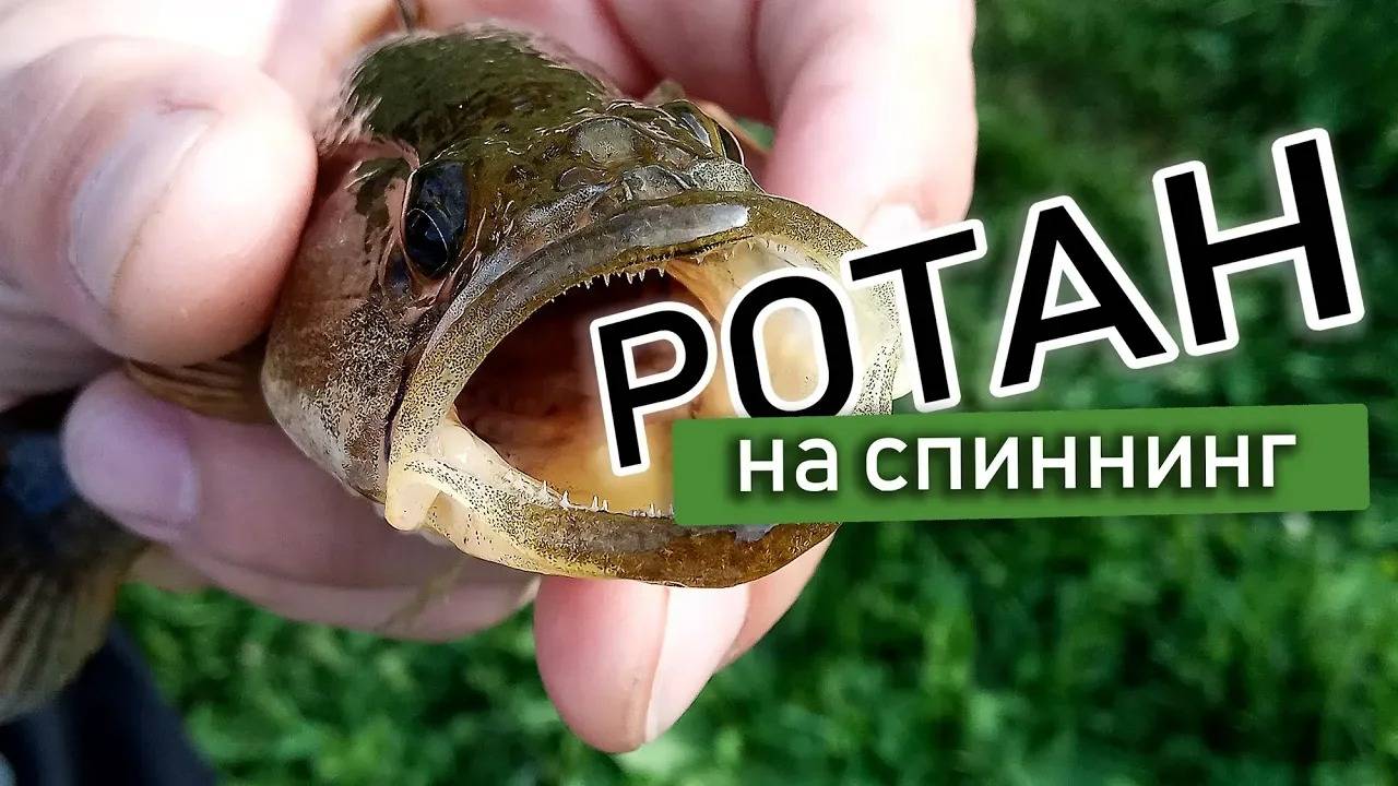 Ловлю ротана на спиннинг!