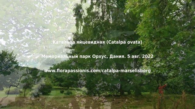 Катальпа яйцевидная (Catalpa ovata). Мемориальный парк Орхус, Дания. 9 авг. 2021 и 5 авг. 2022