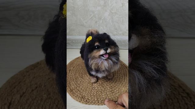 шпиц.mp4