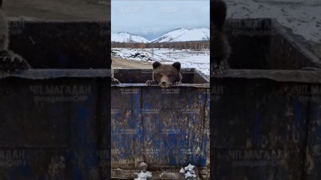 Медвежата