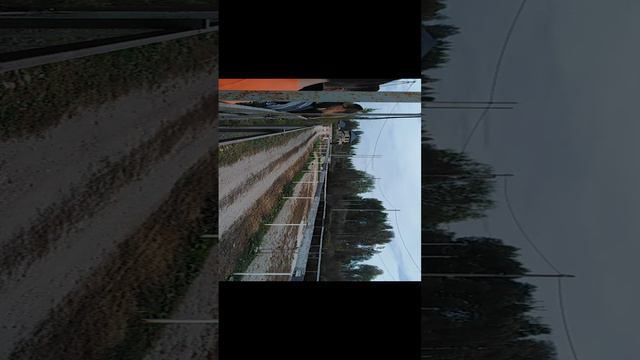 Лошади топ