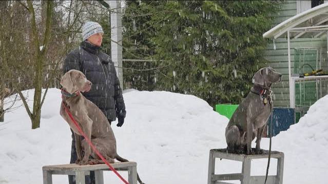 ДТ-232. Монопородный урок: веймаранеры