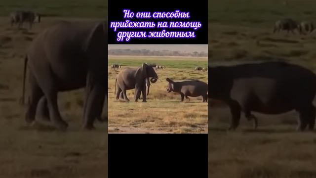 1000001134.mp4 курьер с бегемот