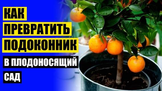 🎯 Гибридные мини деревья домашние фрукты купить в тольятти 🚫 Мини деревья для дома цена 🔔