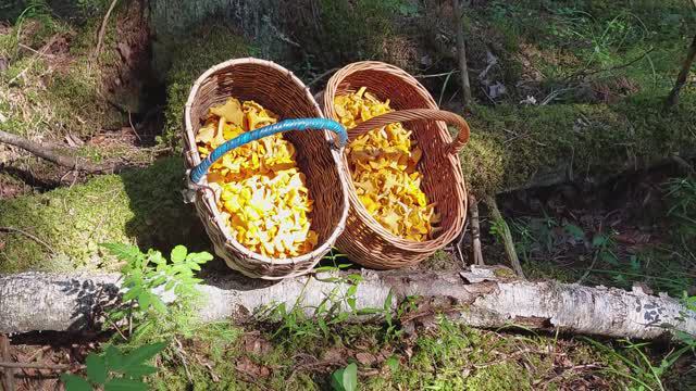 Лес Грибы  Лисички Forest Mushrooms Cantharēllus cibārius 2022.07.22