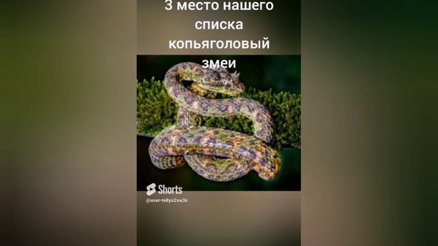 Топ 5 самых опасных животных в южной америке