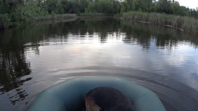 СОБАКА В ШОКЕ ОТ ТАКОЙ РЫБЫ. НАШЛИ ЖЕРЕХОВЫЙ КОТЁЛ. РЫБАЛКА НА СПИННИНГ.