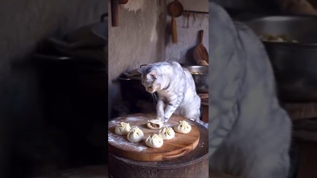 Кот готовит🐱ии