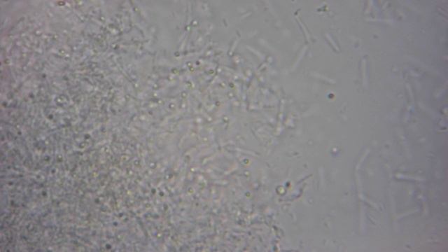 Bacillus subtilis