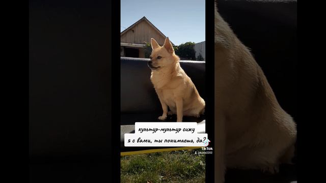 Самая культурная барышня❤🐶 Чихуахуа