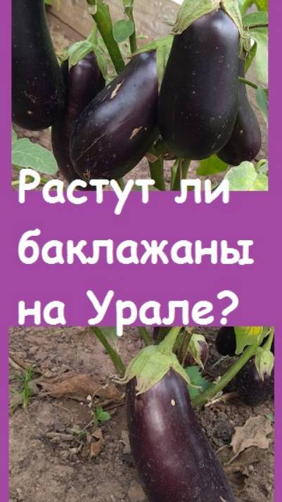 Баклажаны двух сортов дали хороший урожай на Урале, несмотря на холодное лето