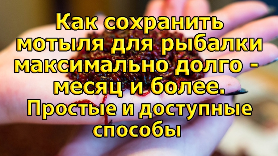 Как сохранить мотыля для рыбалки максимально долго - месяц и более. Простые и доступные способы