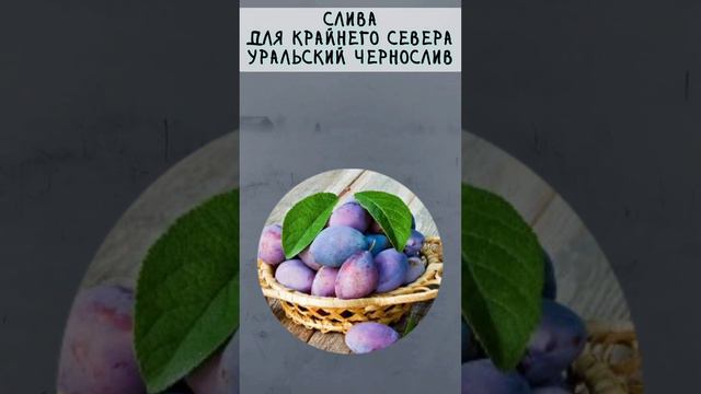 сорта, которые дадут урожай 100%